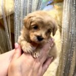 Kyro-male-Maltipoo-puppy-for sale-2