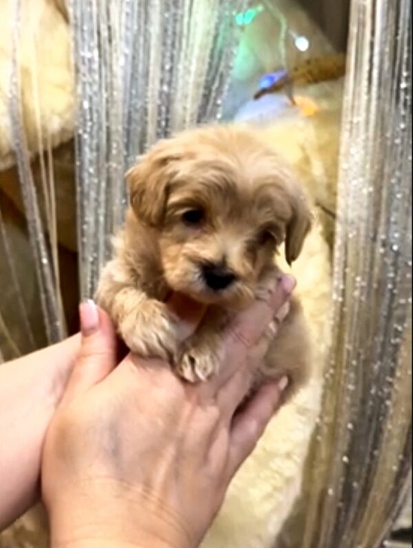 Kyro Maltipoo Kyro Maltipoo