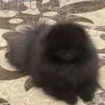 Lally-female-pomeranian-puppy-for-sale-1 (1)(1)