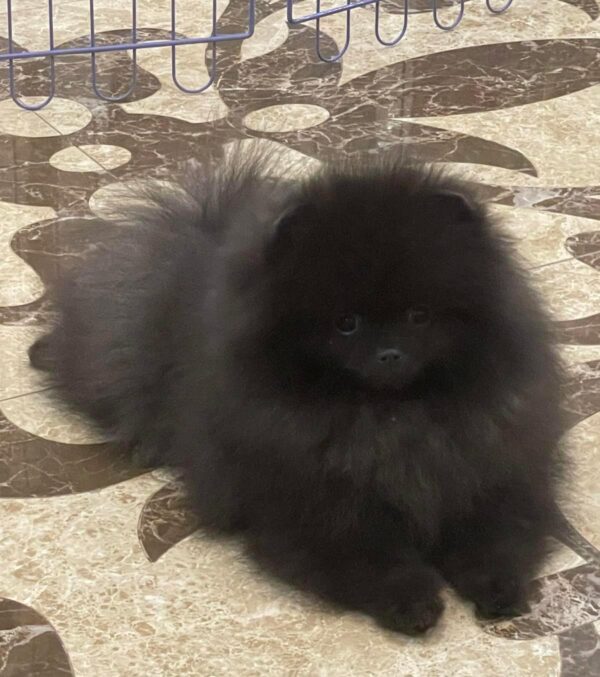 Lally Pomeranian Lally Pomeranian