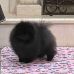 Lally-female-pomeranian-puppy-for-sale-1 (2)(1)