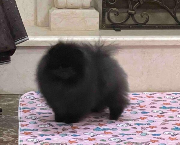 Lally Pomeranian Lally Pomeranian
