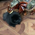 Laura-female-pomeranian-puppy-for-sale-1 (1)