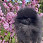 Laura-female-pomeranian-puppy-for-sale-1 (2)