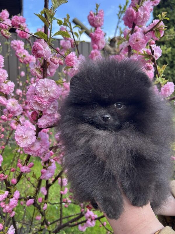 Laura Pomeranian Laura Pomeranian