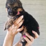 Lilibeth-female-GSD-puppy-for-sale- (1)