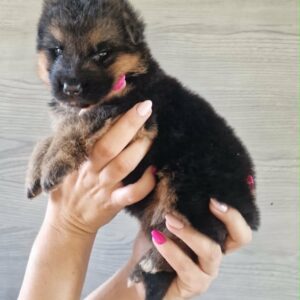 Lilibeth German Shepherd Lilibeth German Shepherd