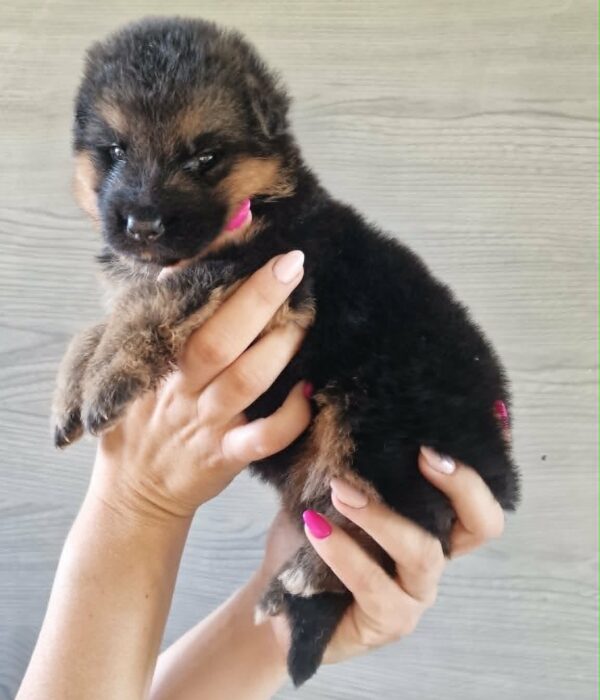 Lilibeth German Shepherd Lilibeth German Shepherd
