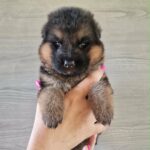 Lilibeth-female-GSD-puppy-for-sale- (2)