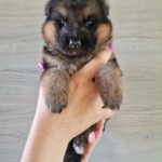 Lilibeth-female-GSD-puppy-for-sale- (2)