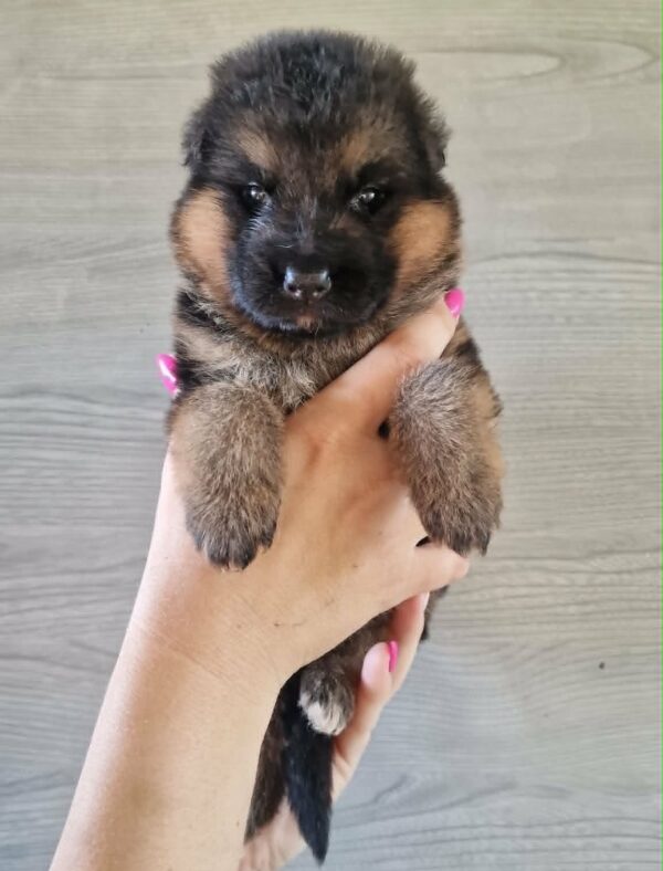 Lilibeth German Shepherd Lilibeth German Shepherd