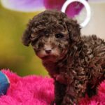 Listeris-male-Toy-Poodle-puppy-for-sale-1