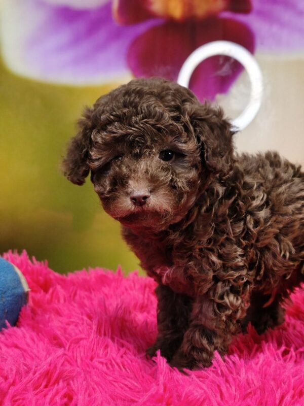 Listeris Toy Poodle Listeris Toy Poodle