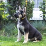 Litta-female-East-European-Shepherd-puppy-for-sale-1