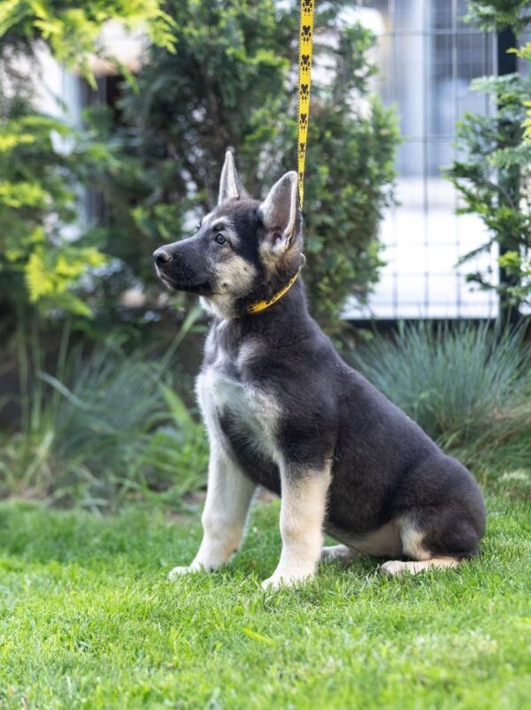 Litta East-European Shepherd Litta East-European Shepherd