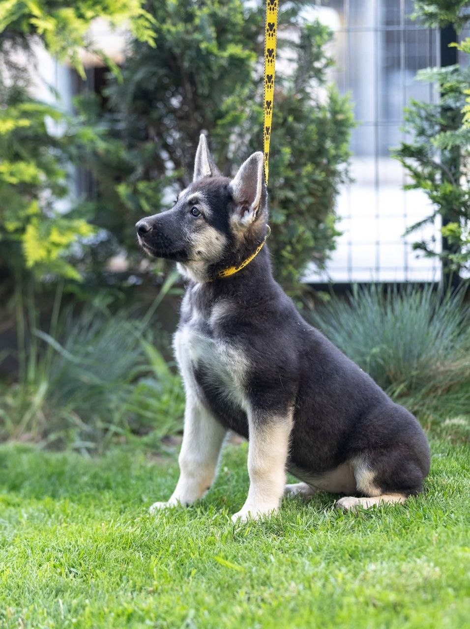 Litta-female-East-European-Shepherd-puppy-for-sale-1
