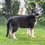 Litta-female-East-European-Shepherd-puppy-for-sale-2