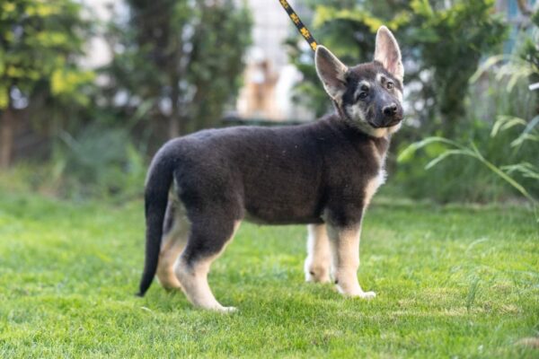 Litta East-European Shepherd Litta East-European Shepherd