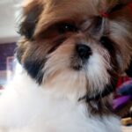 Lolla-female-Shih-Tzu-puppy-for-sale-1