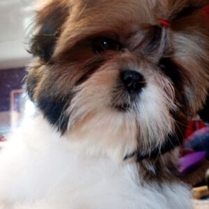 Lolla Shih Tzu Lolla Shih Tzu