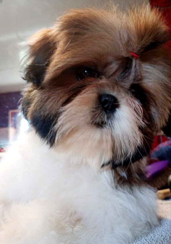 Lolla Shih Tzu Lolla Shih Tzu