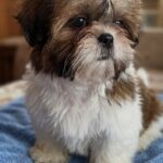 Lolla-female-Shih-Tzu-puppy-for-sale-2