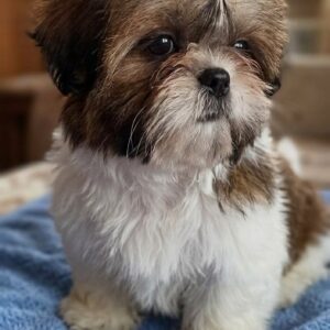 Lolla Shih Tzu Lolla Shih Tzu