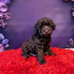 Lordie-male-Toy-Poodle-puppy-for-sale-1