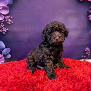 Lordie Toy Poodle Lordie Toy Poodle