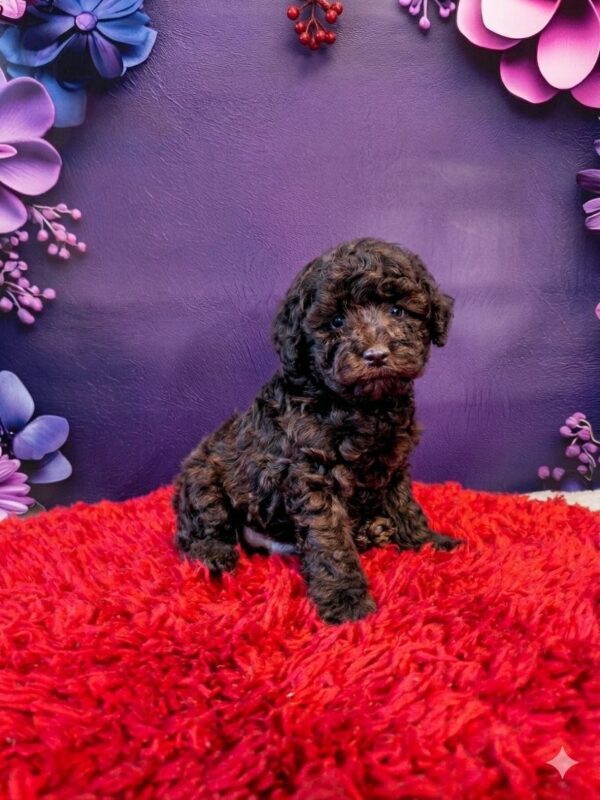 Lordie Toy Poodle Lordie Toy Poodle