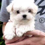 Lorenzo-male-Maltese-puppy-for-sale-1