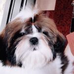 Lulu-female-Shih-Tzu-puppy-for-sale-1