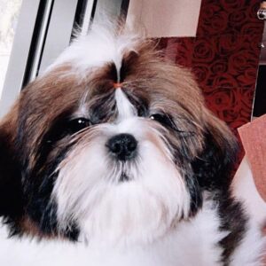 Lulu Shih Tzu Lulu Shih Tzu