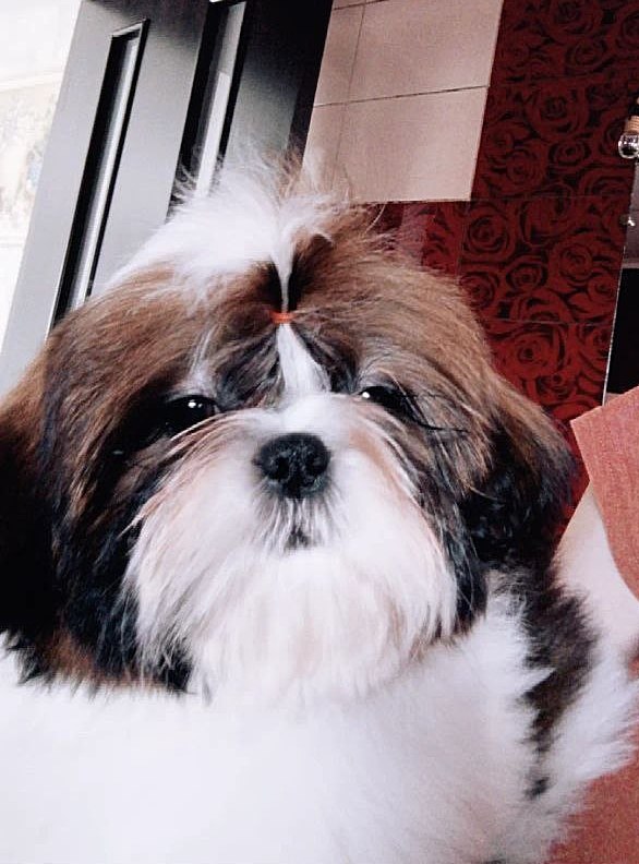 Lulu Shih Tzu Lulu Shih Tzu
