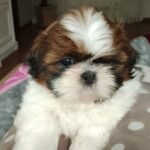 Lulu-female-Shih-Tzu-puppy-for-sale-2