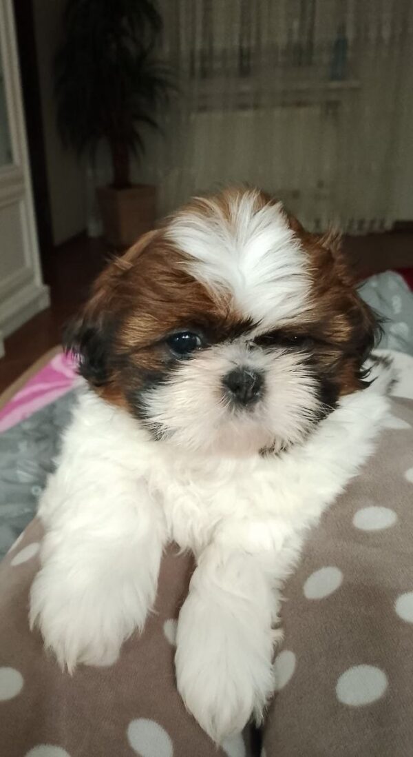 Lulu Shih Tzu Lulu Shih Tzu