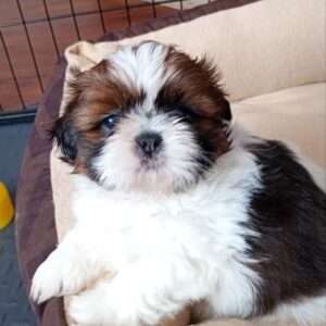 Lulu Shih Tzu Lulu Shih Tzu