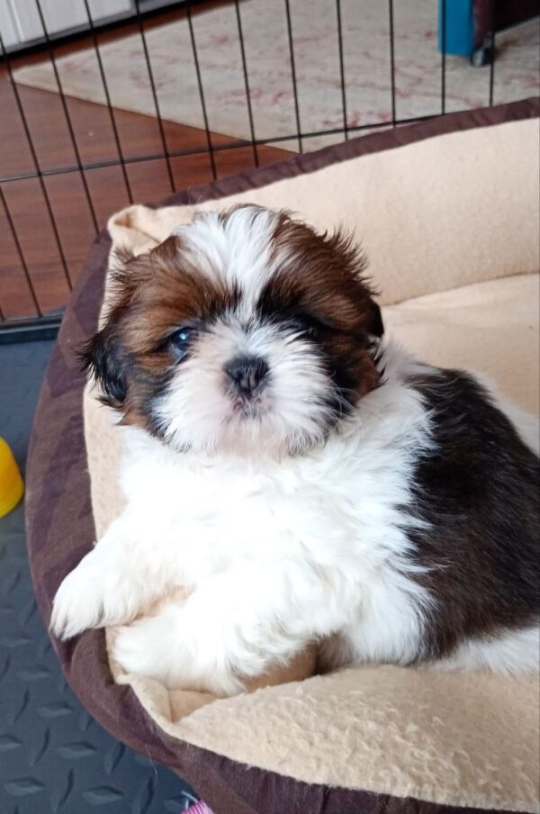 Lulu Shih Tzu Lulu Shih Tzu