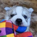 Luna-female-Siberian-husky-puppy-for-sale-1