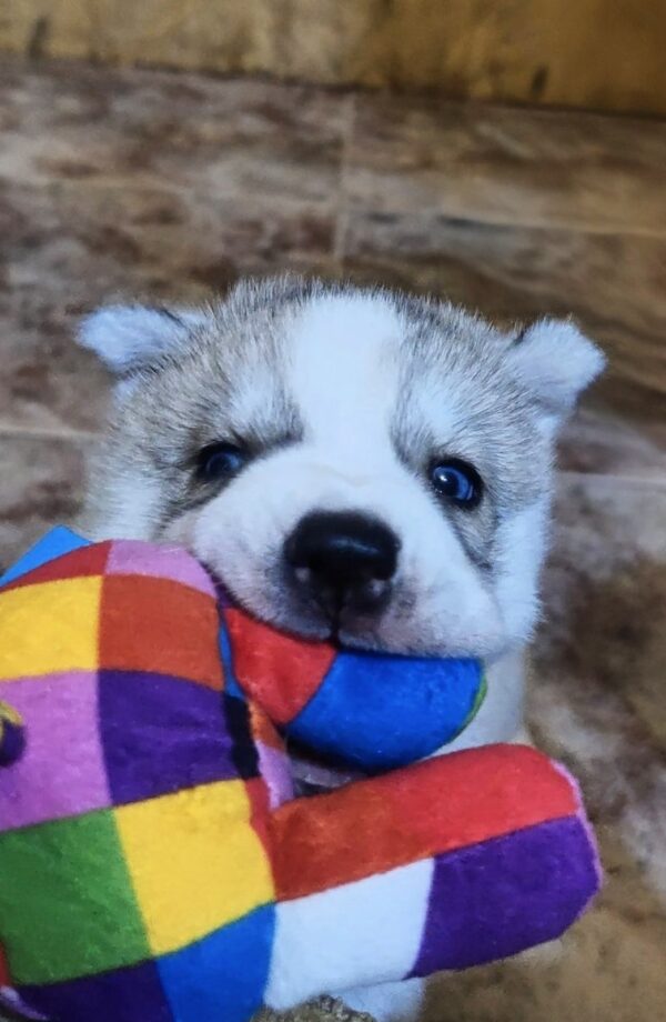 Luna Siberian Husky Luna Siberian Husky