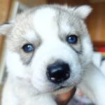 Luna-female-Siberian-husky-puppy-for-sale-2