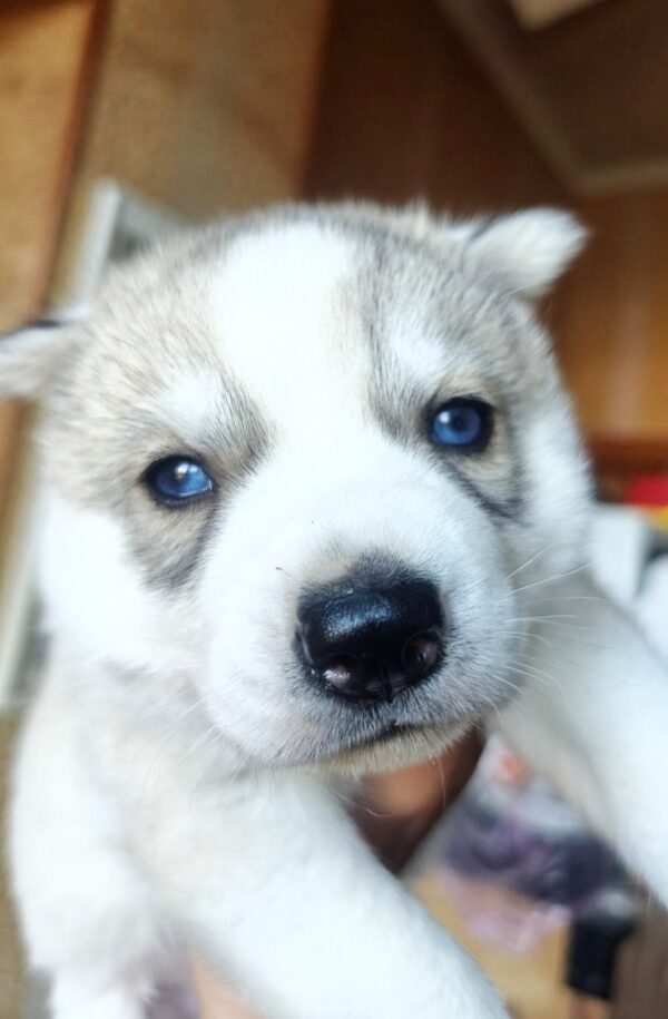 Luna Siberian Husky Luna Siberian Husky