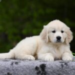 Magdalina-female-golden-retriver-puppy-for-sale-1 (1)