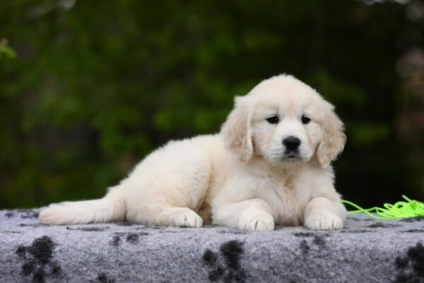 Magdalina Golden Retriever Magdalina Golden Retriever