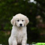 Magdalina-female-golden-retriver-puppy-for-sale-1 (2)