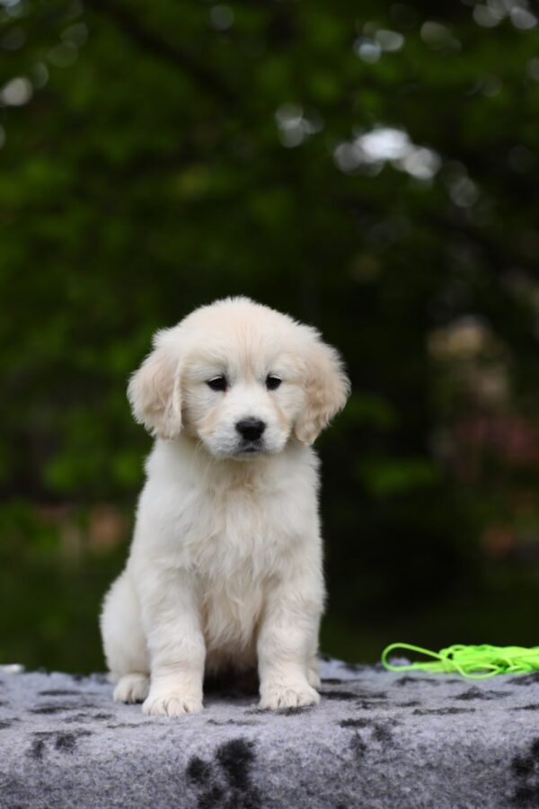 Magdalina Golden Retriever Magdalina Golden Retriever