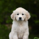 Magdalina-female-golden-retriver-puppy-for-sale-1 (3)