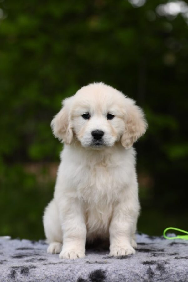 Magdalina Golden Retriever Magdalina Golden Retriever