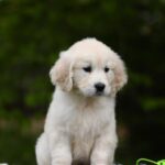 Magdalina-female-golden-retriver-puppy-for-sale-1 (4)