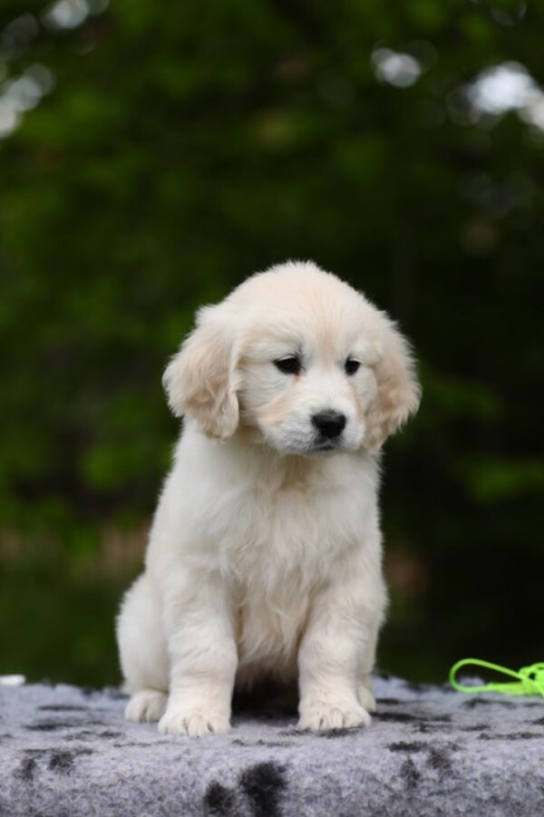 Magdalina Golden Retriever Magdalina Golden Retriever